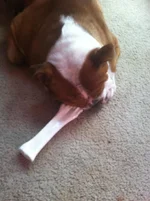 Guard Duty.webp