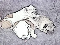 image.webp