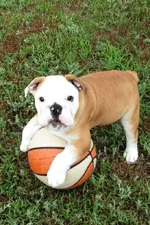 Mayhem-(Basketball)-6-6-13.webp