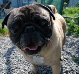 ernie pug hbr.jpg ernie pug hbr.jpg