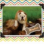 Mayhem-(rocks)-Chevron-Prof.webp