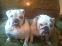 sophie and spanky.webp