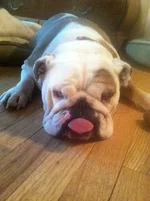 spanky.webp