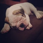 Dougie 1.webp