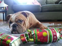 xmas.webp
