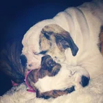 dougayvasleeping.webp