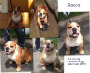 rocco.jpg rocco.jpg