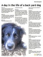 A day in the life of a backyard dog.webp