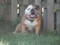 samson eb hb.webp