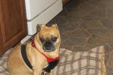 milo pug boston terrier mix hb.jpg milo pug boston terrier mix hb.jpg
