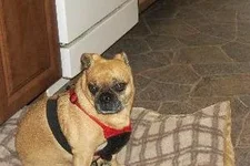 milo pug boston terrier mix hb.webp