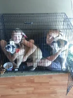 kids in a cage 1.webp