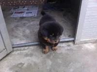 7 Weeks Old.webp