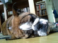 castor 10.webp
