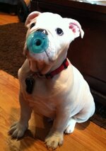 Wilson - binky.jpg Wilson - binky.jpg