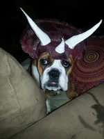 triceratops.webp