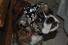 BaileyScullCap01.webp