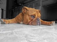 Slacker 5.webp