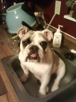 Bully Bath Time.jpg