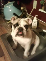 Bully Bath Time.webp