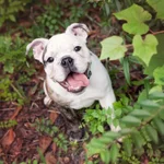 Bella 004.webp