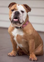 Bella 001.webp