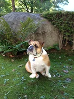 garden.webp