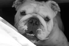 Daisey.webp