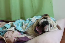Petras pics 005.webp
