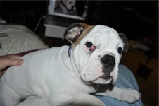 _CEye060.webp