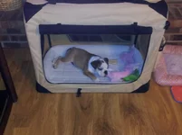 Harlea_New_Crate.webp