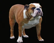 AlwardEBN5 .webp