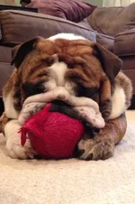 Fred 2 (1).webp