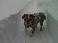 Otis - Blizzard Photo.jpg