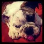 jagger1.webp