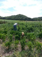 Garden 1.webp