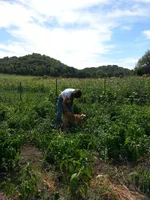 Garden 2.webp