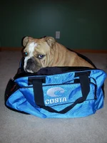 Costa bag.webp