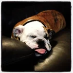 jagger6.webp