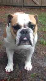 lucy3.webp
