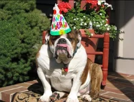 birthdaybully - Copy.webp