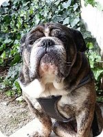 dozer1.jpg dozer1.jpg