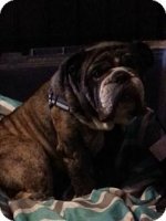 dozer2.jpg dozer2.jpg