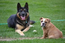 Loki and Jack.webp