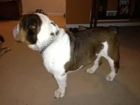 photo (4).webp