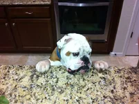 Stu%20Hungry.webp