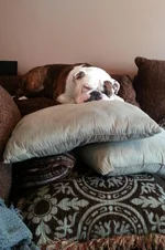 sophie7.webp
