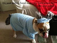 Aubie Halloween Saying.webp