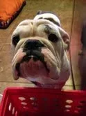 Ellie1.webp
