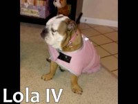 Lola - St. Louis Bulldog Rescue.jpg